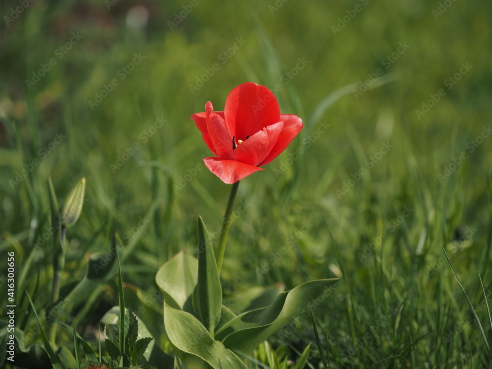 Obraz premium red tulips in spring