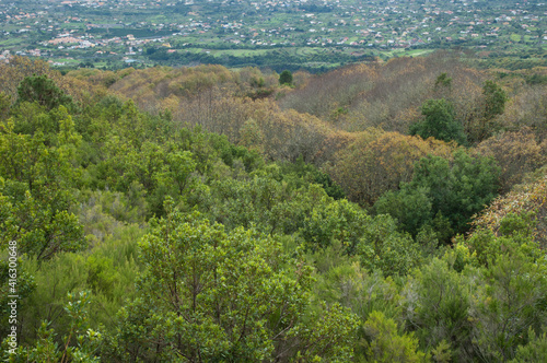 Mixed forest and population in the background. © Víctor