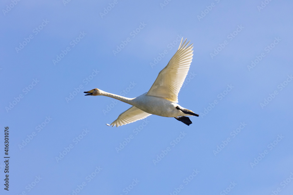 Whooper swans fly in blue sky