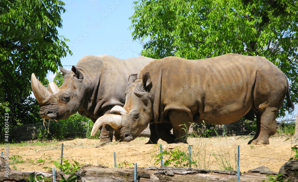 Two huge rhinoceros stand side by side with clear view of their big tusks. Two huge rhinoceros stand side by side with clear view of their big tusks.