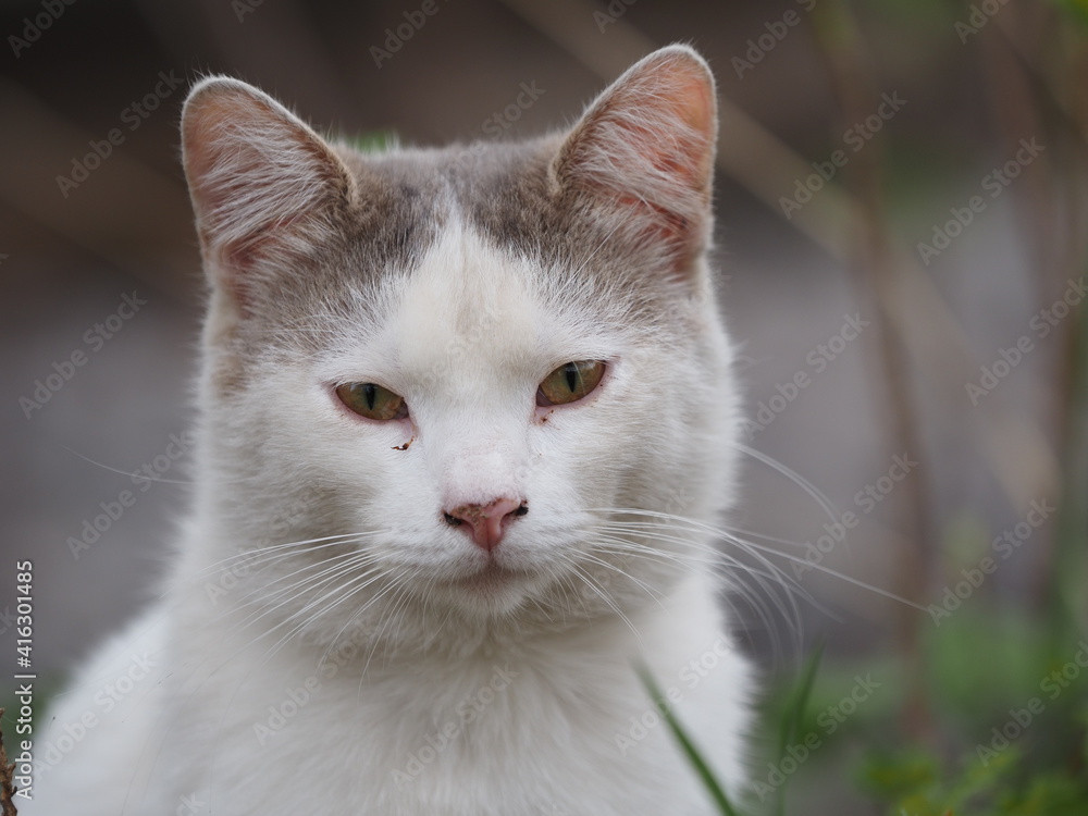 portrait of a cat portrait of a cat