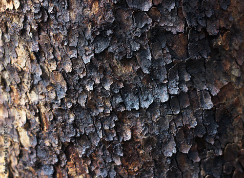 burnt after a fire tree trunk close-up 