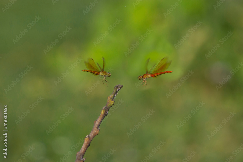 dragonfly fight for teritory dragonfly fight for teritory