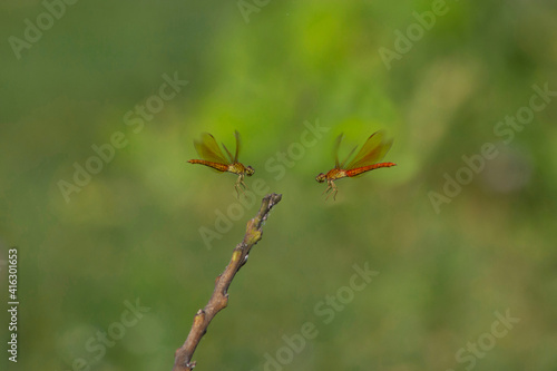 dragonfly fight for teritory