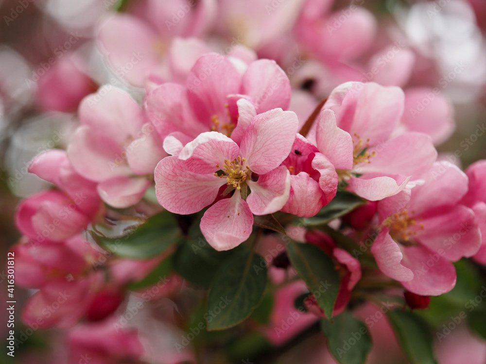 blooming apple blooming apple