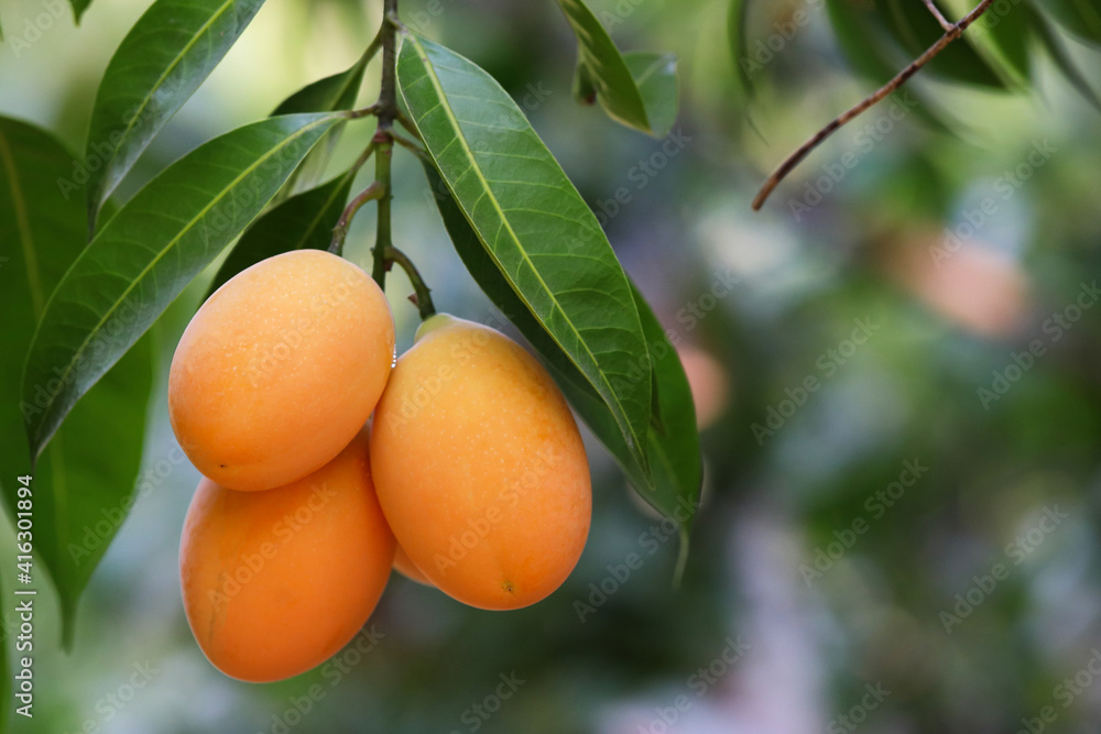 Marian plum,Marian mango or plango (mayongchit in Thai) ready to harvest. Marian plum,Marian mango or plango (mayongchit in Thai) ready to harvest.