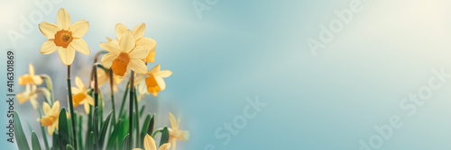 Slika na platnu Daffodil flowers floral spring banner
