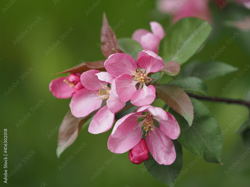 Fototapeta premium kwitnące jabłko