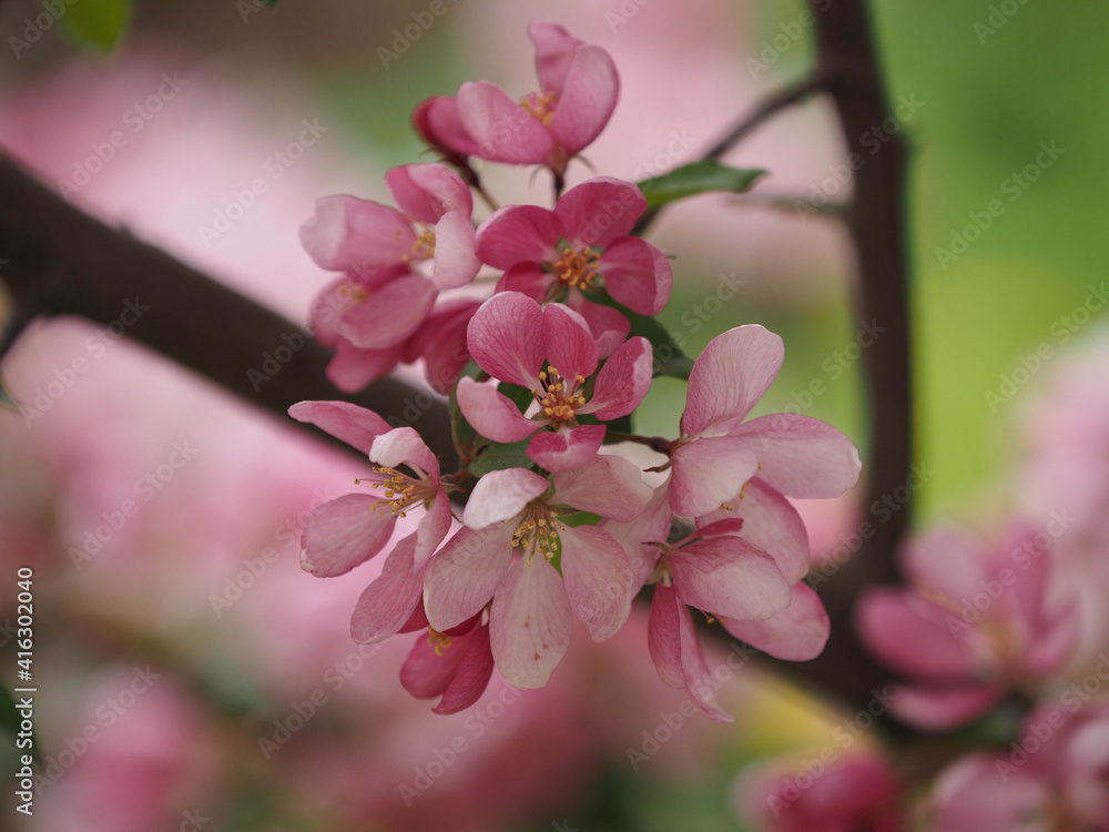Obraz premium blooming apple