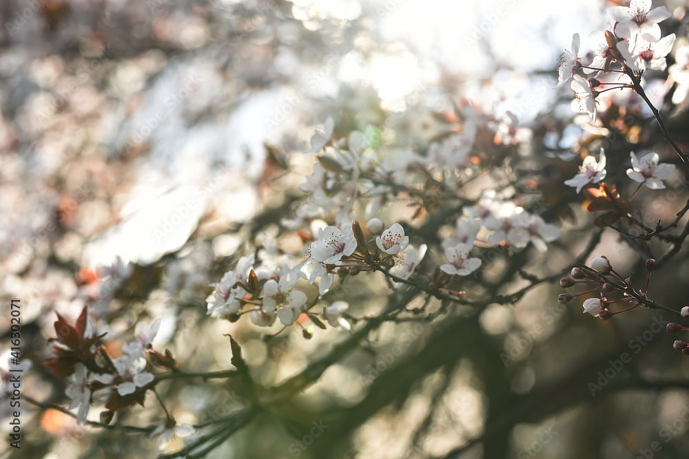 Delicate flowering branches with white flowers of a cherry tree against the blue sky. Selective focus. Vintage style Delicate flowering branches with white flowers of a cherry tree against the blue sky. Selective focus. Vintage style