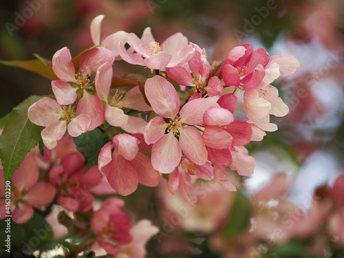 blooming apple