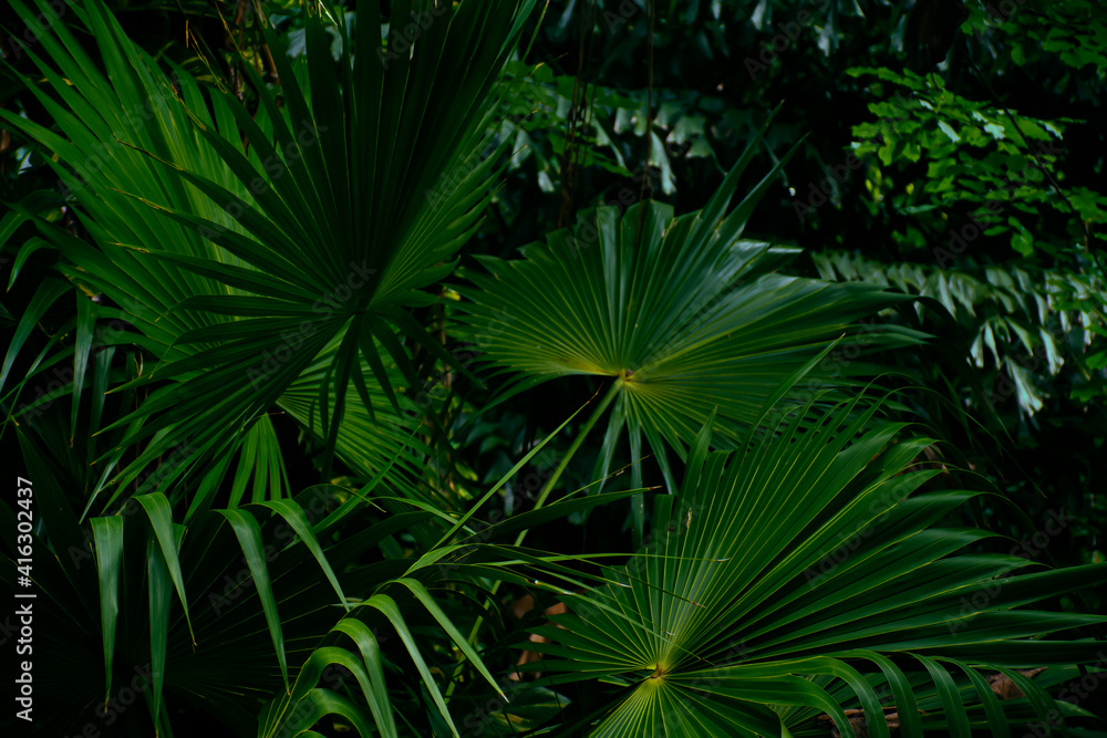 green palm leaves in rainforest green palm leaves in rainforest