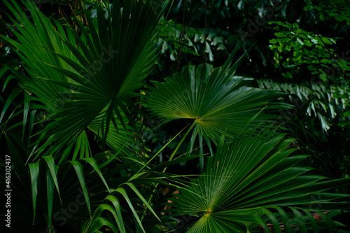 green palm leaves in rainforest