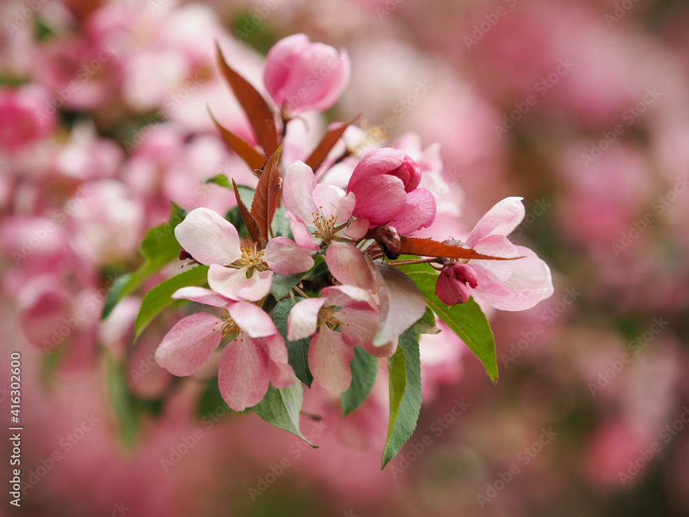 blooming apple