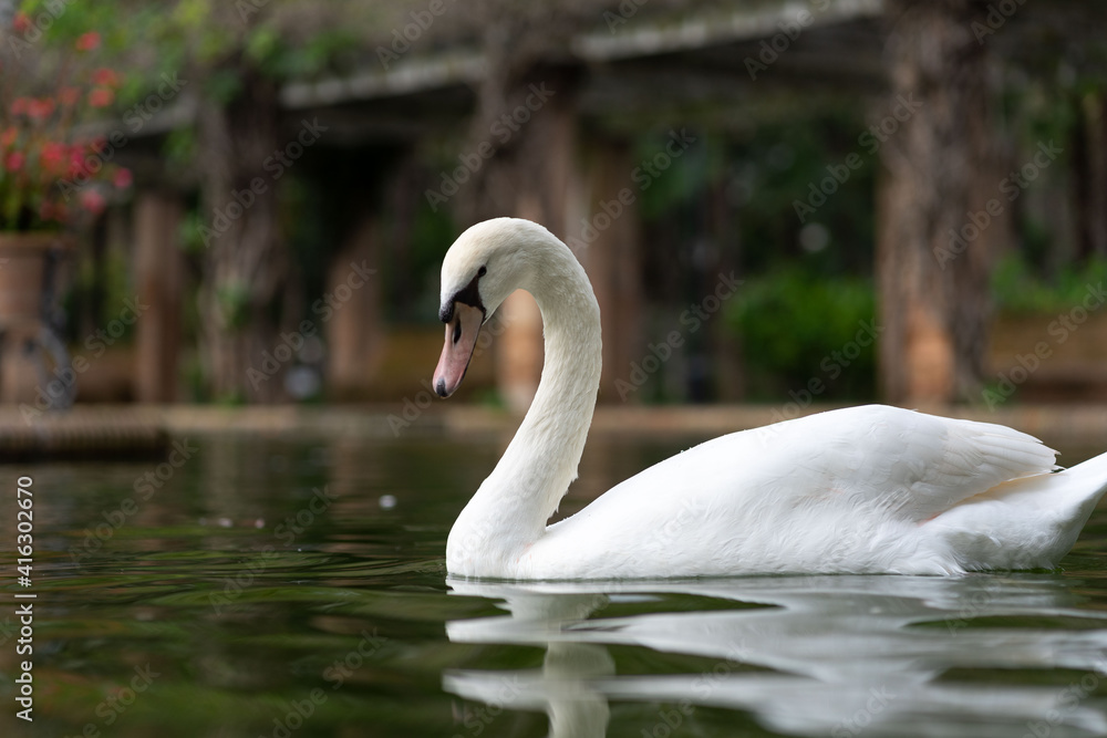 white swan in a calm pond white swan in a calm pond