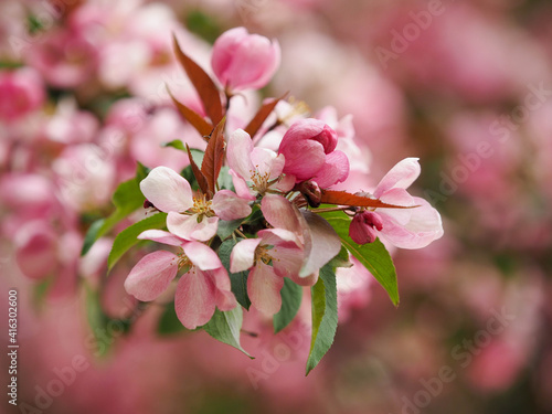 blooming apple