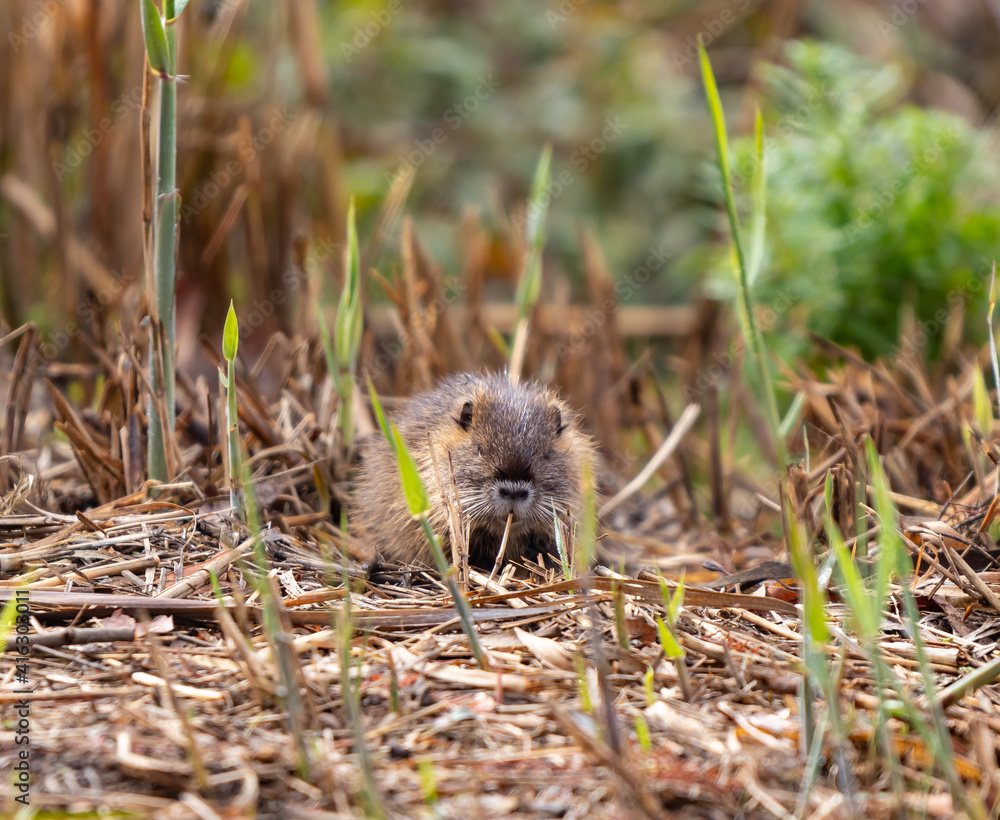 A cub nutria grazes early in the morning on grass on the banks of a reservoir in Lake Hula Nature Reserve in northern Israel. A cub nutria grazes early in the morning on grass on the banks of a reservoir in Lake Hula Nature Reserve in northern Israel.