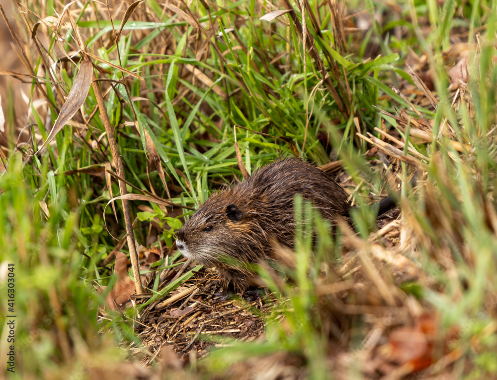 A cub nutria grazes early in the morning on grass on the banks of a reservoir in Lake Hula Nature Reserve in northern Israel. A cub nutria grazes early in the morning on grass on the banks of a reservoir in Lake Hula Nature Reserve in northern Israel.