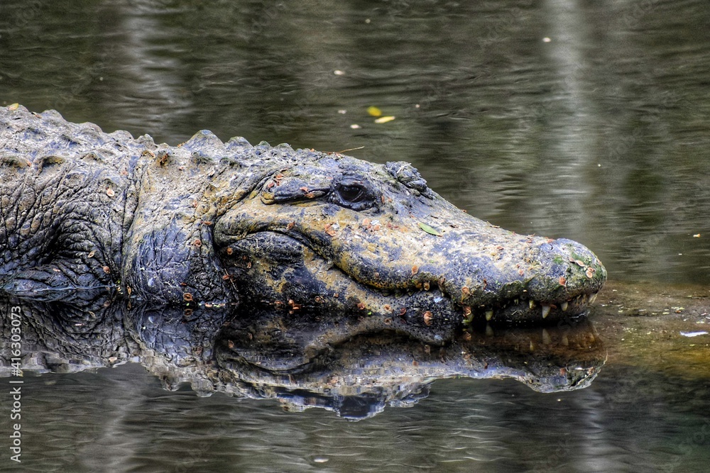 Florida Alligator Florida Alligator