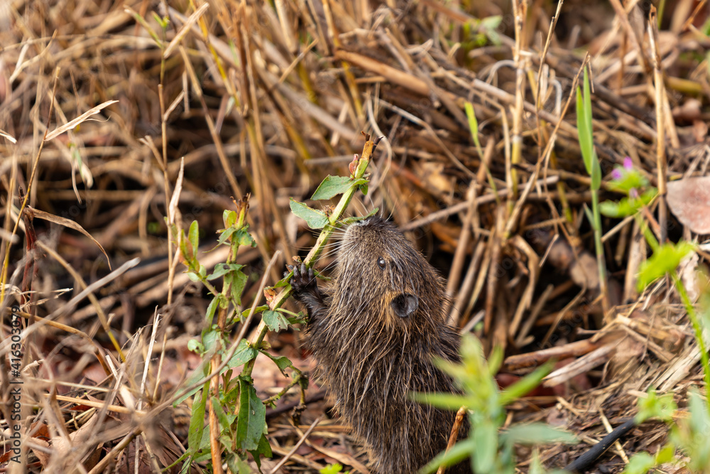 A cub nutria grazes early in the morning on grass on the banks of a reservoir in Lake Hula Nature Reserve in northern Israel. A cub nutria grazes early in the morning on grass on the banks of a reservoir in Lake Hula Nature Reserve in northern Israel.