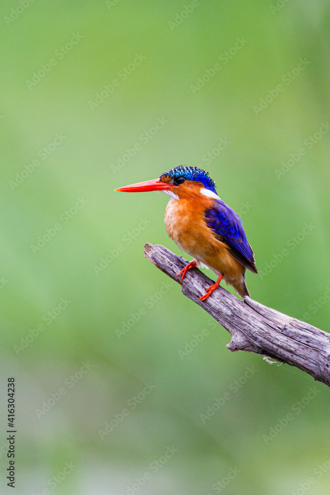 Malachite Kingfisher looks over the waterways of Africa for small fish Malachite Kingfisher looks over the waterways of Africa for small fish