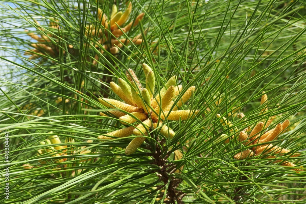 Pine tree branches with cones in Florida nature, closeup Pine tree branches with cones in Florida nature, closeup