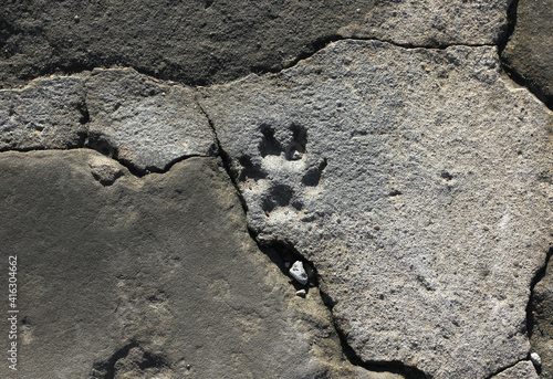 animal foot imprints on cement   © Inna Italy