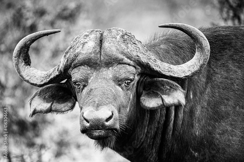 African Buffalo staring at the photographer
