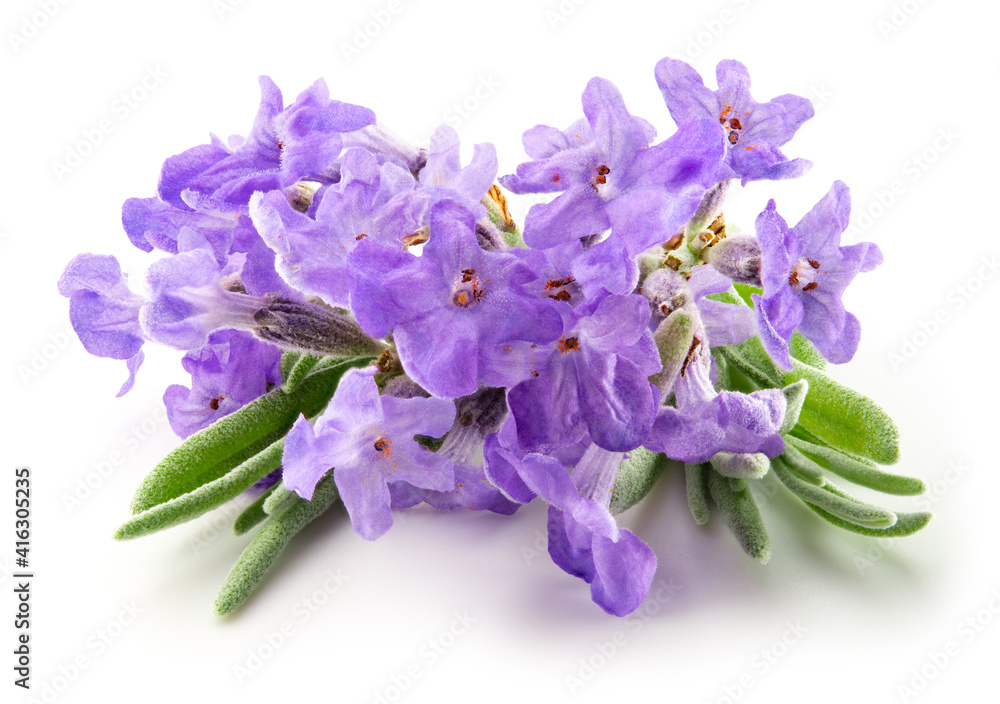 Lavender flowers isolated. Bunch of lavender flowers isolated over white background. Full depth of field.