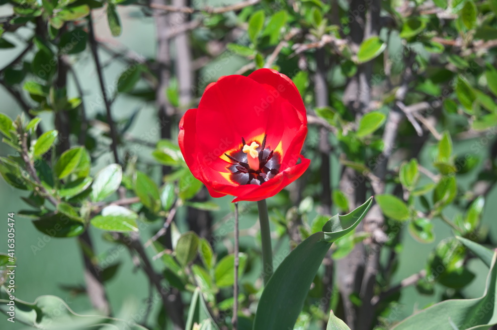 red and white tulips red and white tulips