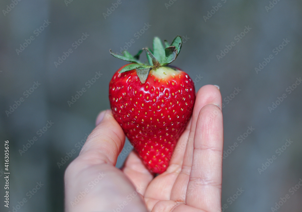 Obraz premium female fingers and hands hold ripe red strawberry surrounded by nature green 