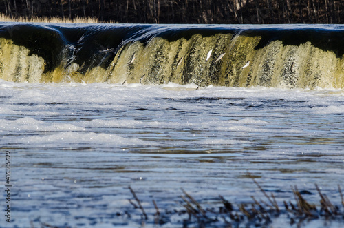 Fishes go for spawning upstream. Vimba jumps over waterfall on the Venta River, Kuldiga, Latvia.