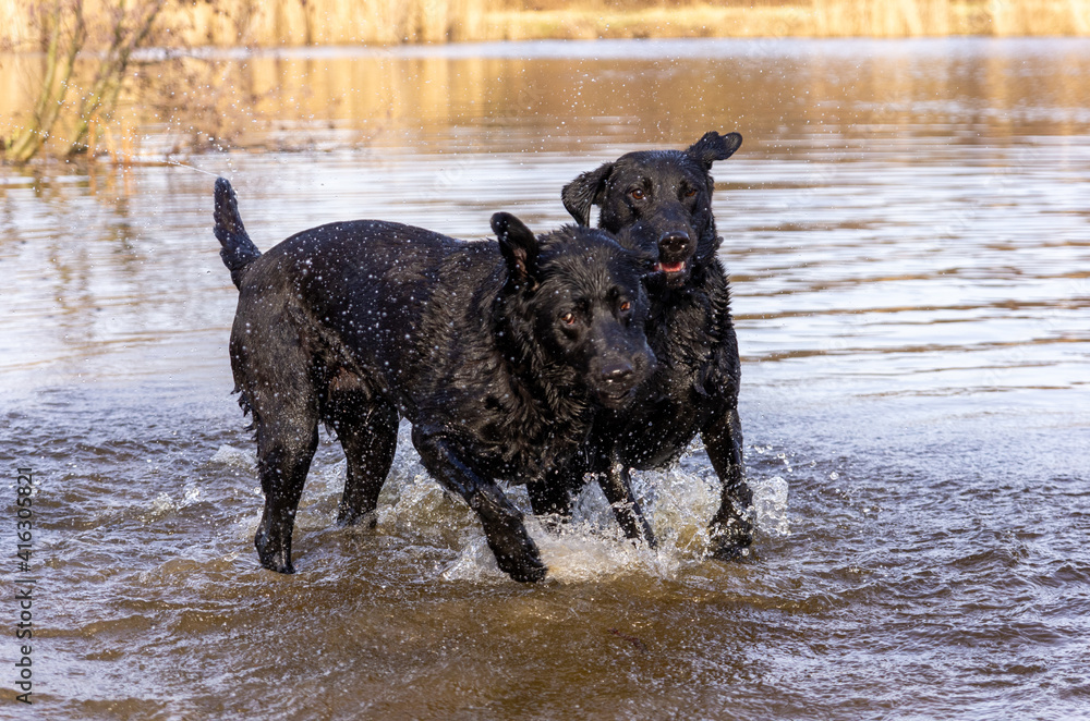 two black wet labrador retriever dogs playing and running near the water two black wet labrador retriever dogs playing and running near the water