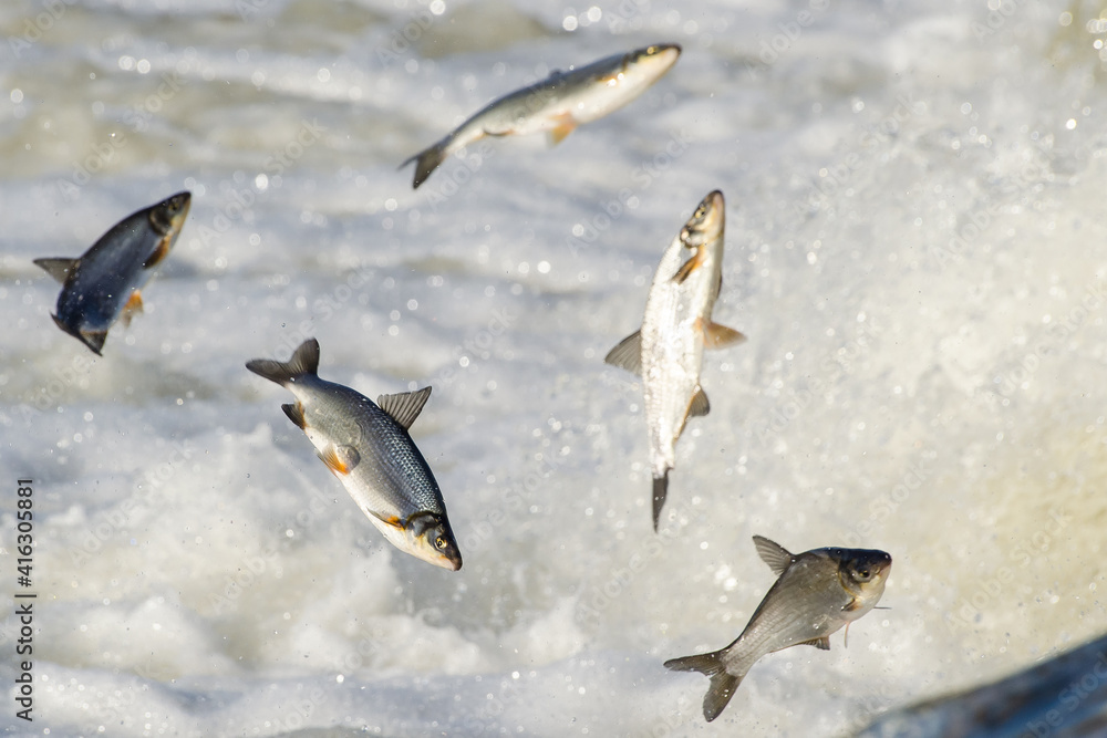 Obraz premium Fishes go for spawning upstream. Vimba jumps over waterfall on the Venta River, Kuldiga, Latvia.