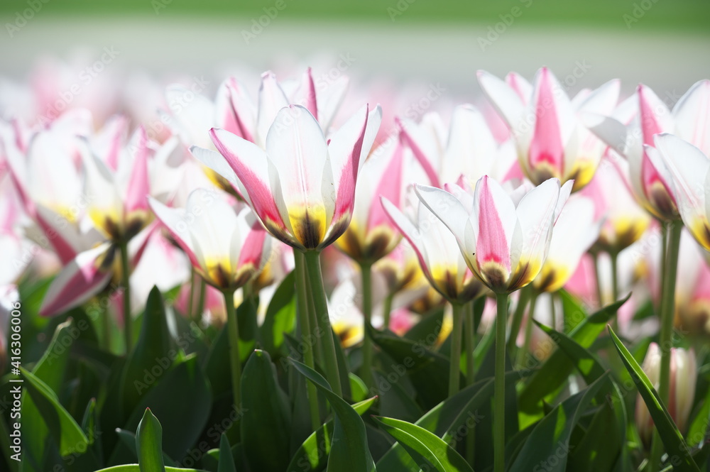 Fototapeta premium pink and white tulips