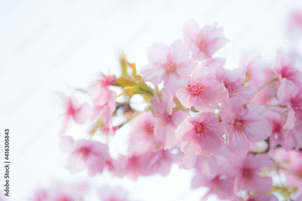 河津桜