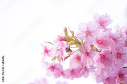 河津桜
