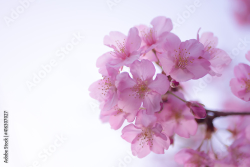 河津桜