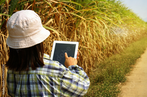 Farmers use technology to check the quality of sugarcane.