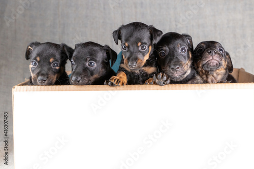 Front view of five Jack russel puppies in a cardboard box. Only the heads and a few legs protrude above the rim. put your own text on the box  copy-space