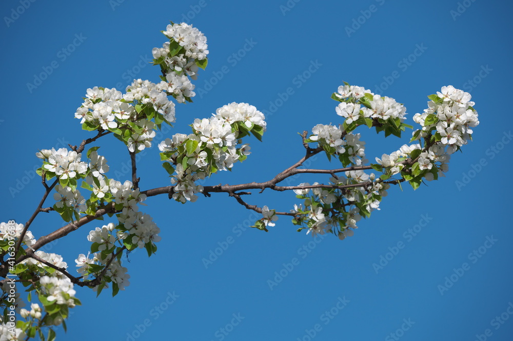 blooming apple tree