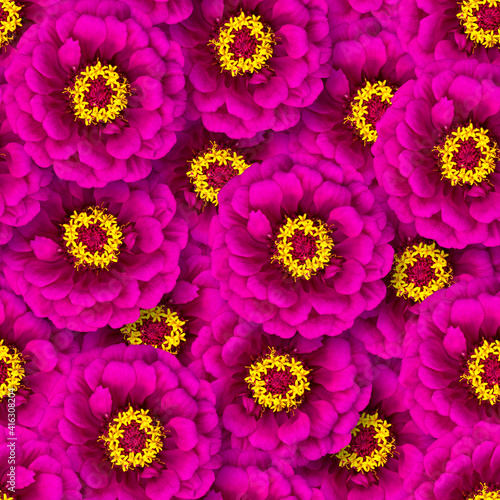 Seamless pattern of pink zinnia flowers. Natural flower background. Floristic design.