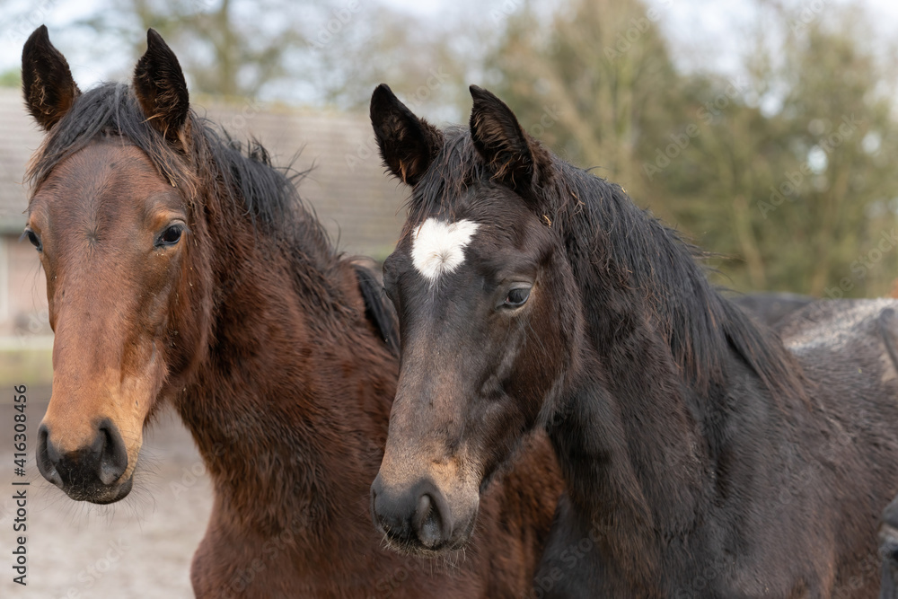 Horses heads in a herd of stallions. They look curiously into the camera, Brown, gray and fox colors. Horses are dirty from mud and grass