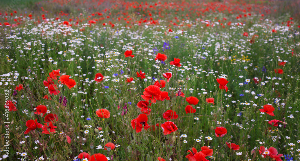Colorful landscape of natural flower meadows in red - white - green tones. wildflowers, wild grasses in flower field. Floral background, poppies, chamomile and cornflowers. banner, selective focus