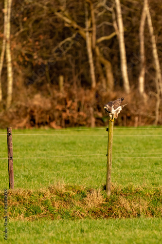 Large buzzard, landing on a pole at the edge of a ditch in a meadow and hunts for food. Majestic brown-feathered buzzard with a forest in the background