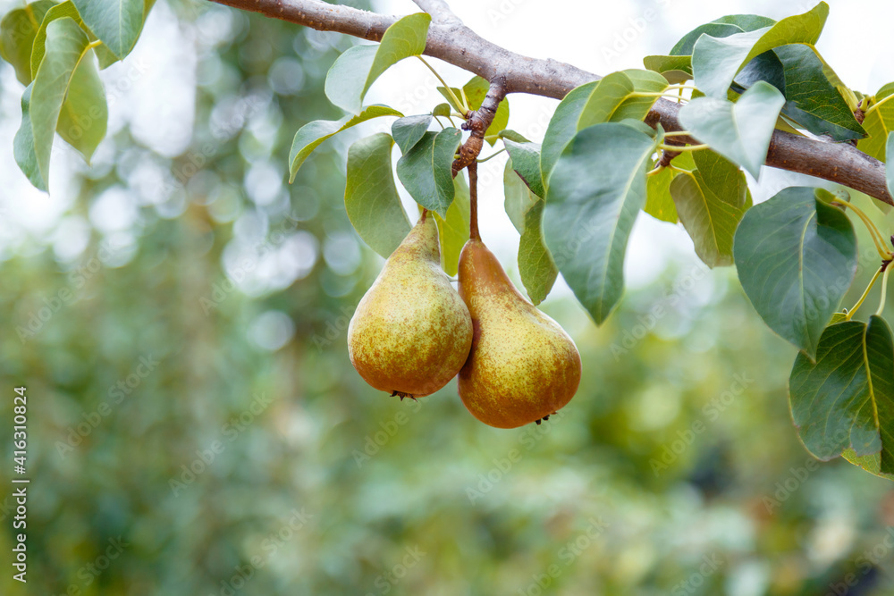 Pears grow on tree. 2 ripe pears grow on tree in garden. Delicious ripe pear fruits during autumn harvest at farm in orchard.