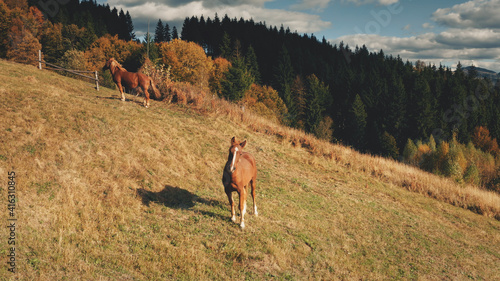 Rural mountain with farm animals aerial. Autumn nature landscape. Horses at countryside. Farmlands and pastures. Burnt grass valley. Wildlife concept. Travel to Carpathian mounts, Ukraine, Europe