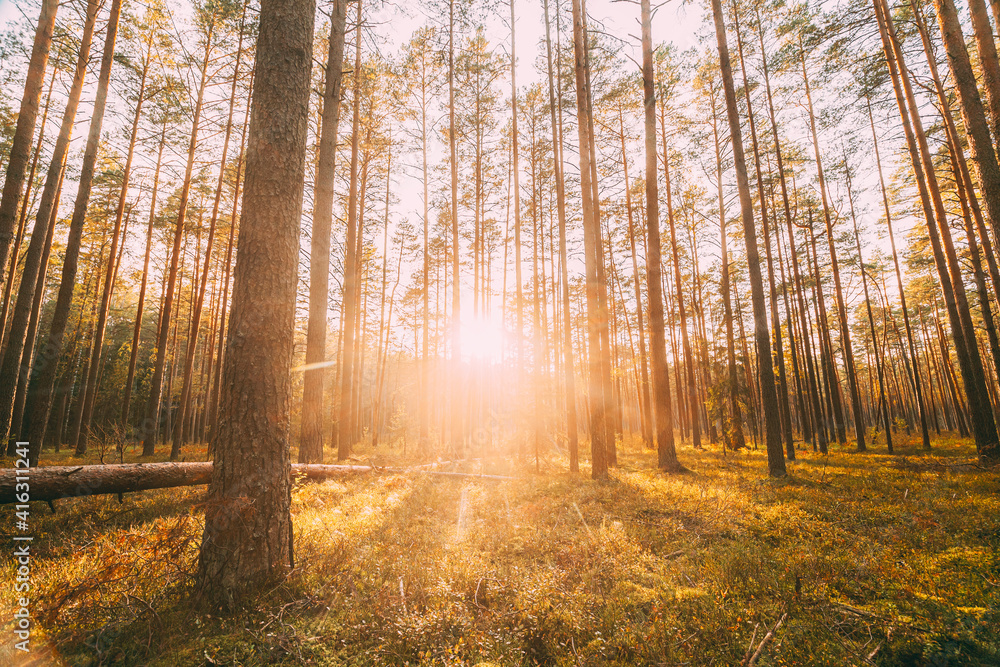 Obraz premium Beautiful Sunset In Autumn Coniferous Forest. Sunlight Through Woods In Fall Forest Landscape. Moss Ground