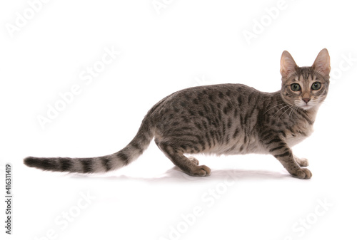 Silver blue Snow spotted Bengal