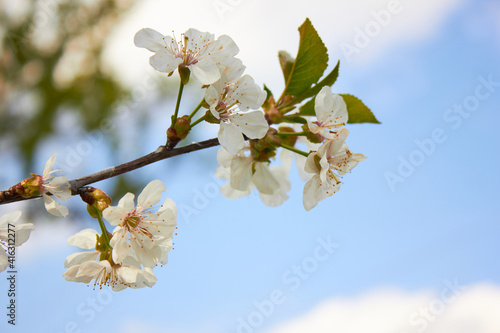 Wallpaper Mural Spring white flowers. Cherry blossoms on a sunny day against the blue sky. Beauty of nature. Spring, youth, growth concept. Torontodigital.ca